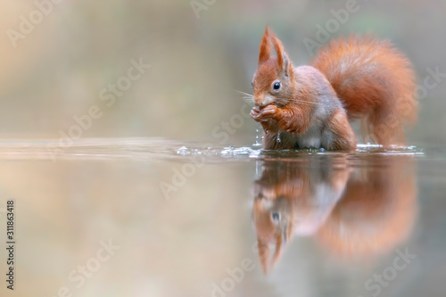 Eurasian red squirrel (Sciurus vulgaris) eating a hazelnut in a pool of water in the forest of Drunen, Noord Brabant in the Netherlands. Green background. Reflection in the water.
