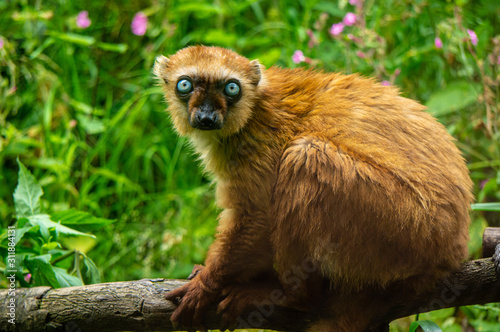 Female blue-eyed lemur at the Apenheul in Apeldoorn in the Netrherlands