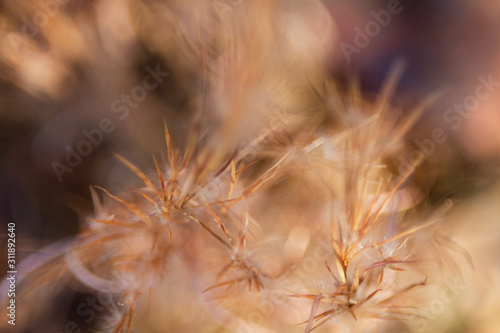 Golden nature grasses background with blur and selective focus