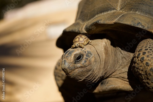 Tortue géante avec une petite bébé tortue sur la tête - reptile animalier 