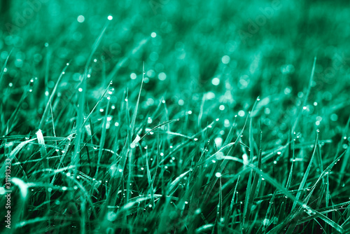 Fresh green grass with water drops.
