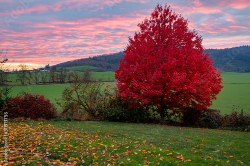 Evening clouds and a red Freeman maple tree