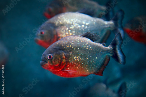 Red-bellied piranha Pygocentrus nattereri or Red piranha fish