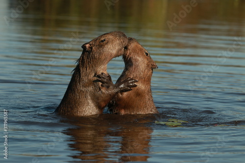 Kiss between two capybara in the water