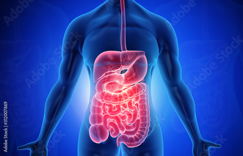 Anatomy of human body with digestive system. 3d illustration.