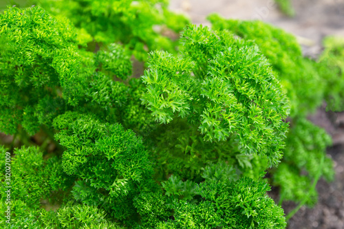 Bright fresh parsley. The concept of useful, tasty herbs for diet and diuretic therapy, treatment, vitamins