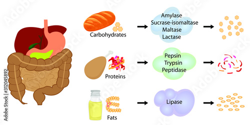 Enzymes breaking down food into nutrients. Digestive systems work vector illustrative infographics