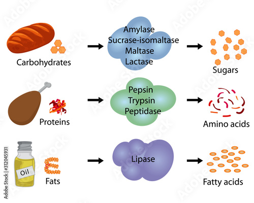 How enzymes work. Fermentation and digestion food 