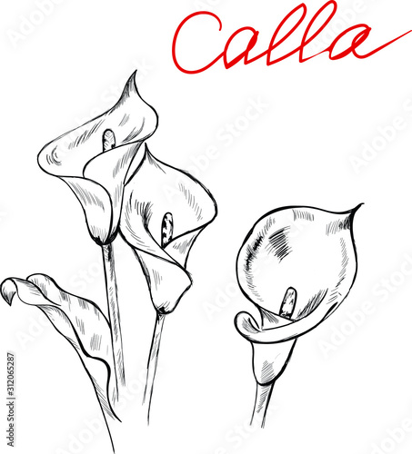 hand drawn vector illustration of flowers , calla , sketch and lettering . Concept for cards, print, logo, design elements