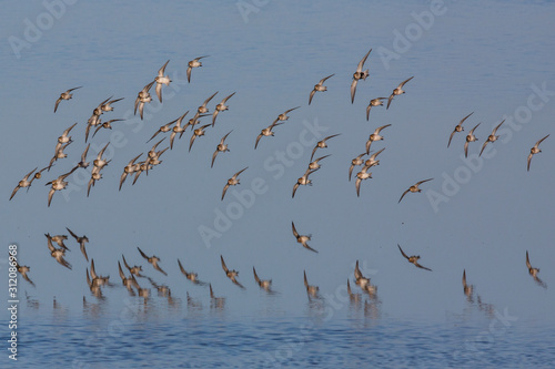 Bird Flock And Reflection Over Smooth Water - 1725