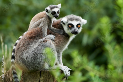 Lemur catta baby on the mother's back/Lemur catta baby and mother/Lemur Catta