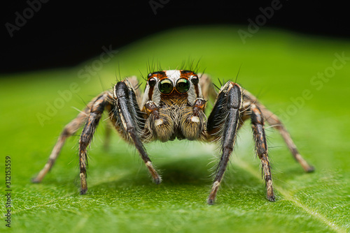 ่jumping spider closeup on green leave