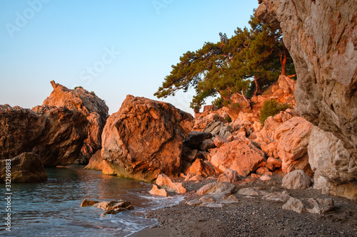 stone wild beach at dawn rocks and pines