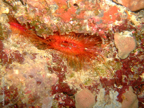 Electric clam (Ctenoides ales), Raja Ampat, West Papua