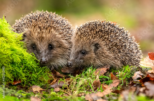 Hedgehogs, scientific name, Erinaceus europaeus, taken from wildlife garden hide to monitor health and population of this favourite but declining mammal