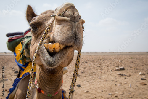 Retrato gracioso de camello en el desierto 