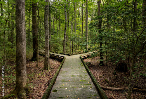 Concept of decision or choice using a wooden boardwalk in dense forest in Great Dismal Swamp