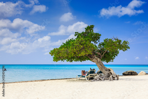 Aruba, Netherlands Antilles. Divi divi tree on the beach.