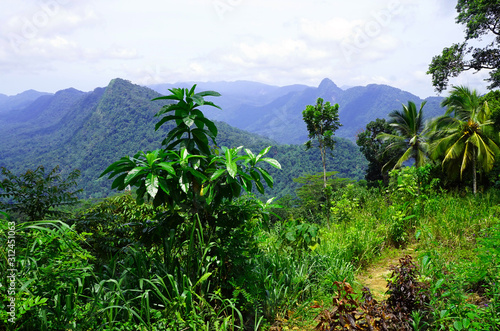 Jungle-covered mountains in Sri Lanka's Hill Country