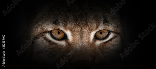 Lynx portrait on a black background