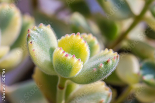 Green cotyledon tomentosa Harv.close up