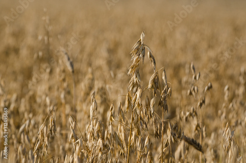 AGRICULTURE - Ripe ears of oat on the field
