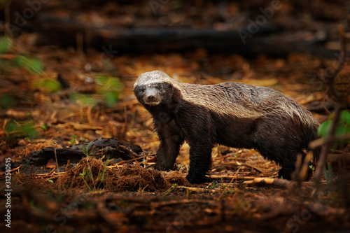 Honey badger, Mellivora capensis, also known as the ratel, in the dark forest habitatr. Black and grey badger from Okavango delta, Botswana in Africa. Wildlife scene from African nature.