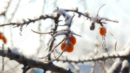 Sea buckthorn in the winter. The fruits of sea-buckthorn on a branch closeup.