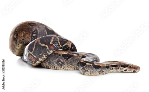 Brown boa constrictor on white background. Exotic snake