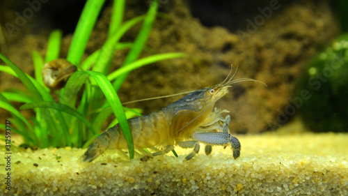 A vampire shrimp or Gabon shrimp