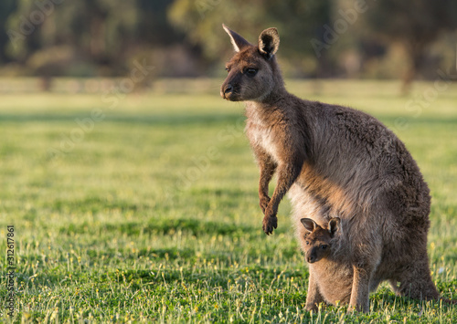 A western grey kangaroo with joey looking out of the pouch, Macropus fuliginosus, subspecies Kangaroo Island kangaroo.