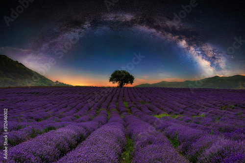 Lavender field with rows lines at night with milky way ark at sky. Space background, beautiful universe.