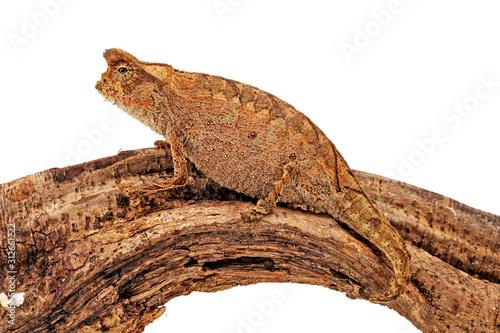 Perinet leaf chameleon / Stummelschwanzchamäleon (Brookesia therezieni)