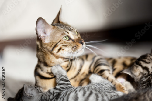 Beautiful bengal cat playing with its striped baby kitten