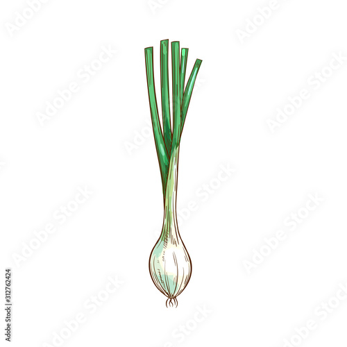 Young spring onion isolated food sketch. Vector scallion greens, vegetarian condiment