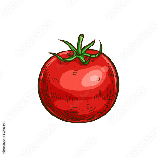 Tomato isolated sketch icon. Vector berry vegetable, cherry tomato with leaf