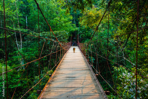A dog walking on rope bridge in forests of Sapa, Vietnam 
