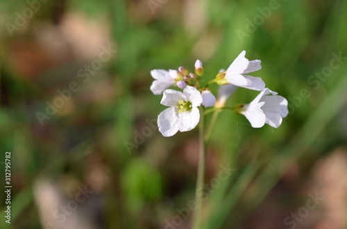 Rzeżucha łakowa, Cardamine pratensis