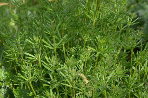 Przytulia czepna, gąszcz roślin, Galium aparine