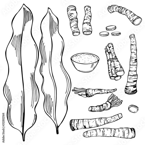 Hand drawn horseradish, root and leaves. Vector sketch illustration.