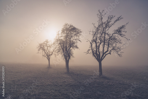 three bare winter trees in fog and sunlight