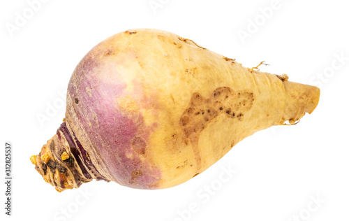 fresh rutabaga vegetable root cutout