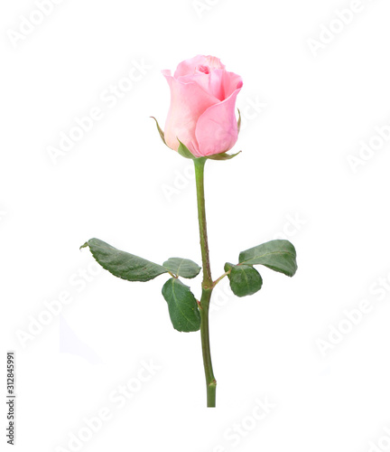 pink rose isolated on white background