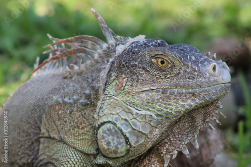 Iguana, reptil exotica