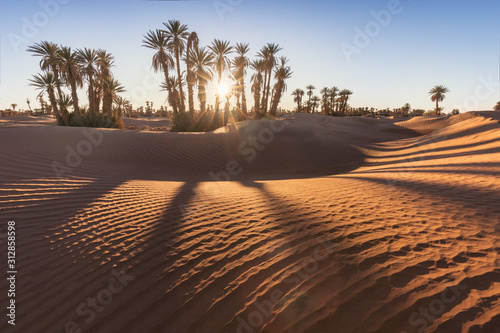Palms on the Sahara desert, Merzouga, Morocco Colorful sunset in the desert above the oasis with palm trees and sand dunes. Beautiful natural background -African oasis