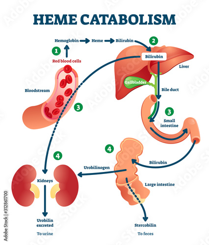 Heme catabolism vector illustration. Labeled chemical blood reaction scheme