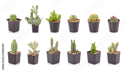 Set of mini cactus in black plastic planting pot isolated on white