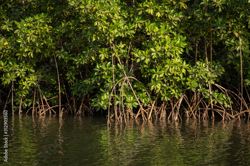 Gambia Mangroves. Green mangrove trees in forest. Gambia.