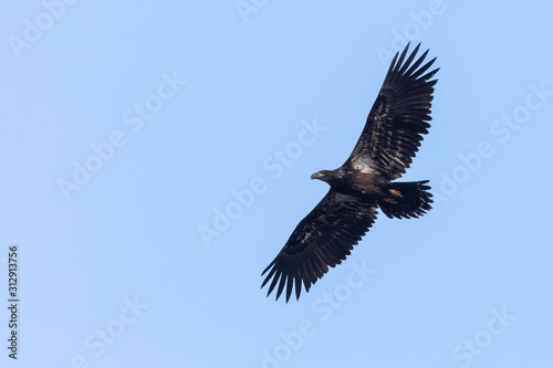 golden eagle the ruler of the sky