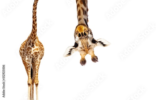 Giraffe with long head look upside down on white
